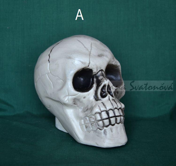 Lebka velká - výška 17cm